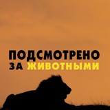 Подсмотрено за животными