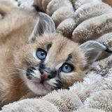 Alessa Cats