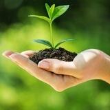 Aprende sobre Plantas 🪴