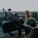 Боевой кот