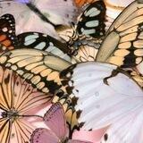 butterfly!