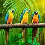 Райский Уголок 🦜 Природа 🏞