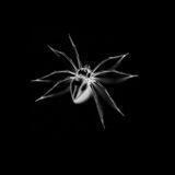 ᎒ ☈.⃗ ⲃⲉⲥⲧⲥⲁύⲇⲥⲕυⲉ.🕷ゞ•|