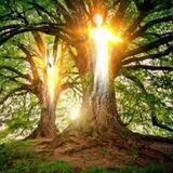 🌱Natur +☀️Licht =🧘‍♀Leben