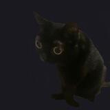 [Scrying Screen Cult]
