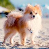 Pomeranian ( community group )