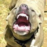 Shitbull Hate