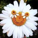 🌼 🅡🅞🅜🅐🅢🅗🅚🅐 🌼