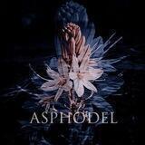 asphodel [ˈasfədɛl]