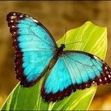 ＭＡＶＩＭ🦋