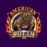 American Bully Inu [PORTAL]