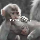 ЗАКРЫТО“monkeys !¡ 🐒