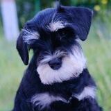 ПИТОМЦЫ🐶Чехова😺ПРОДАЖА/ В ДАР