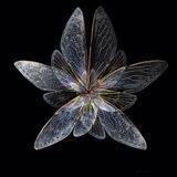 butterfly.