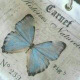 Butterfly.