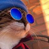 КРУТЫЕ КОТИКИ 😻🙀