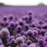 بنفسجيات💜🎇