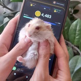 tapswap | همستر | hamster