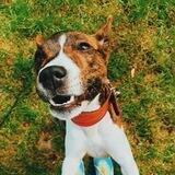 basenji_michelle
