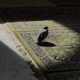 الاستهداءَ بالقرآن