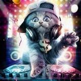 HipHop Cat Grow