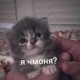 чмони