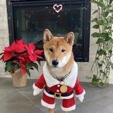 Floki Santa（8.18分开盘）尾号D44c