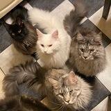 Meowfull House