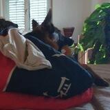 Deutscher Schäfer Etu🐺 und sein Rasu