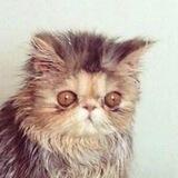 Секс, котики, чикен-ролл