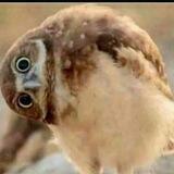 مــٚـشٖاعرٍ وۥاحَٖـاسٰـيــسٰ.. ♕"