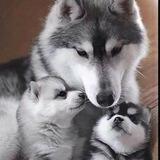 😍 Cachorrinhos Lindos e Engraçados 😍
