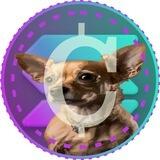 CHIHUAHUA ON SOL | $CHH🐶