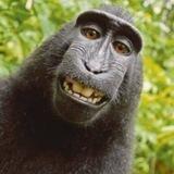 monyet