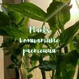 Plants | домашние растения