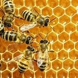 Bee Bait station location report NSW