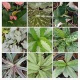 IMN plant nursery🌷