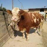 Koson mol bozori