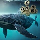 WHALE 🐋 CRYPTO