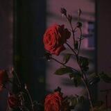 🥀 𝔽𝕝𝕠𝕨𝕖𝕣 𝕠𝕗 𝔼𝕧𝕚𝕝 🥀