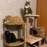 Три котЭ🐱