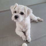 🐶 : @Ranjing
