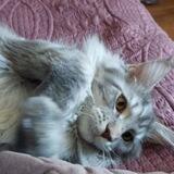 Кот Шелдон