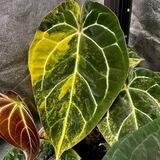 my_little_jungle