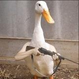 DUCK VPN