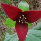 Botanica Americana