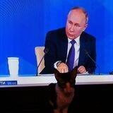 Чат Подчинённого Путина