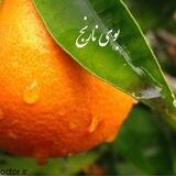 بوی نارنج