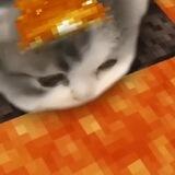 𔘓 : cattlyshe's, opeeeengg