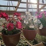 Петуния Набережные Челны🌺